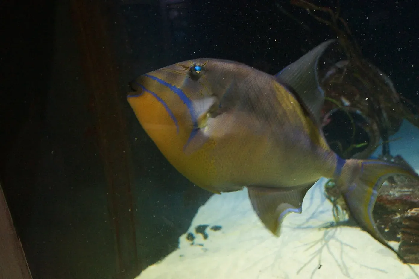 Great Lakes Aquarium